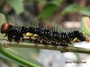 Asota speciosa caterpillar on Ficus Niteda South Africa photo Philip Owen