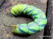 Coelonia fulvinotata, Fulvous Hawkmoth, caterpillar Zambia photo Mark Harvey (3)