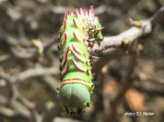 African Saturniidae moth caterpillar likely Heniocha dyops- Western Marbled Emperor, feeding on Acacia tortilis, N Cape South Africa photo DJ Muller