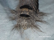 Lappet moth species caterpillar head South Africa photo Jeanri Myburgh