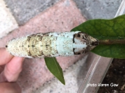 Pachylia ficus (Fig Sphinx) probable cryptic morph form of caterpillar Florida Karen Gaw