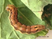 Scarce bordered Straw caterpillar (Helicoverpa armigera) import from Morocco Africa photo Hannah Jebb