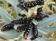 Spurge Hawkmoth caterpillars - Hyles euphorbiae - Greece © 2014 Sara Gowen