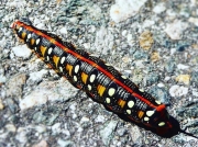 Spurge Hawkmoth caterpillar Hyles euphorbiae Lake Garda Italy photo Bryony Hawkins