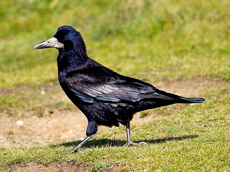 Rook Bird Facts (Corvus frugilegus)