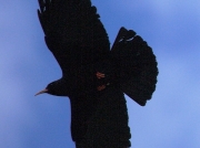 Chough (Pyrrhocorax pyrrhocorax) in Cornwall