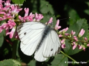 1551 Green-veined White Butterfly (Pieris napi) © 2010 Steve Ogden
