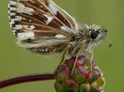 Grizzled Skipper butterfly (Pyrgus malvae) - male on Salad Burnet (Sanguisorba minor subsp. minor)