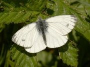 Male Green-veined White Butterfly (Pieris napi)