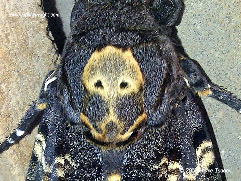 Head of Death's Head Hawkmoth recorded by Andre Isaacs in Durban, South Africa