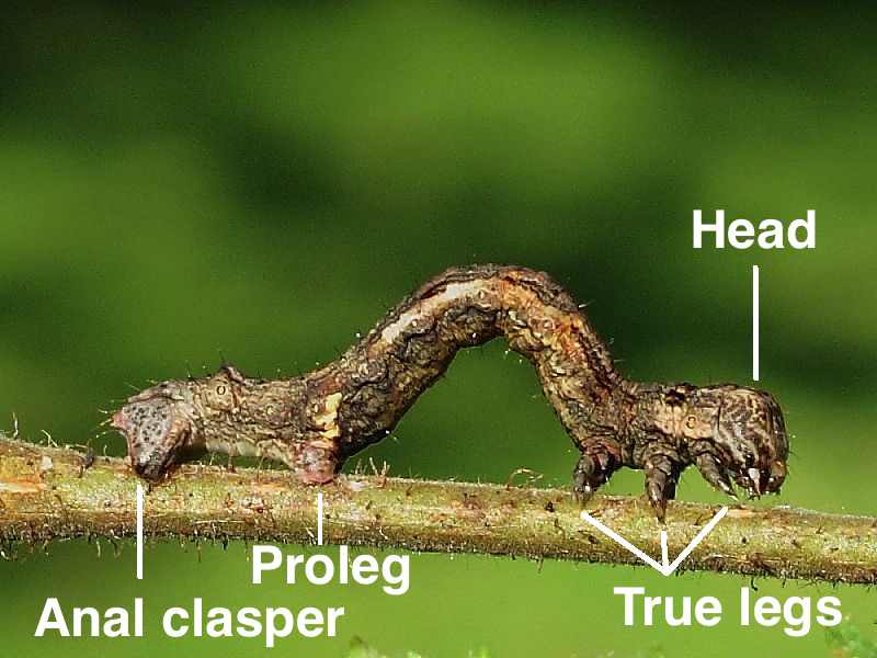Caterpillar Anatomy