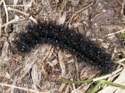 Marsh Fritillary caterpillar (Euphydryas aurinia)