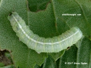 2236 Pale Pinion caterpillar (Lithophane hepatica) © 2017 Steve Ogden
