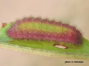 Small Copper Butterfly caterpillar (Lycaena phlaeas) pink green form  sighting D Nicholson