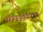 Small Pearl-bordered Fritillary caterpillar (Boloria selene)