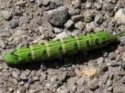 1991 Elephant Hawk-moth (Deilephila elpenor) - green form of caterpillar recorded by m-haddock at Old Moor RSPB reserve