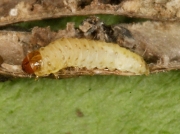 1257 Pea moth (Cydia nigricana) caterpillar