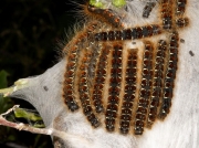 1633 Small Eggar (Eriogaster lanestris) caterpillars sunning themselves on silk web