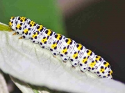 2221 The Mullein (Shargacucullia verbasci) caterpillar