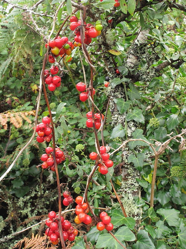 What's that string of bright red, waxy berries in the hedge?
