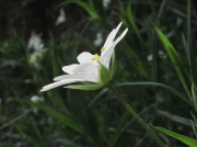 Greater Stitchwort (Stellaria holostea)