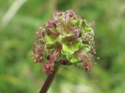 Salad Burnet (Sanguisorba minor subsp. minor) - showing male flowers