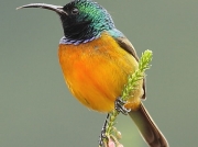 Orange-breasted Sunbird (Anthobaphes violacea)