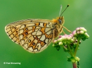 Bog-Fritillary-butterfly-Proclassiana-eunomia-Spain-2737