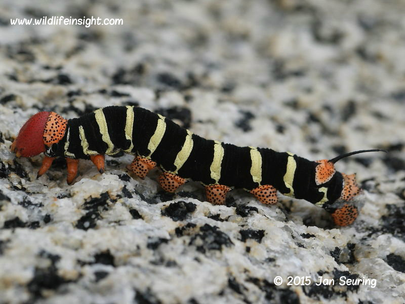 black caterpillar with yellow stripes and orange head