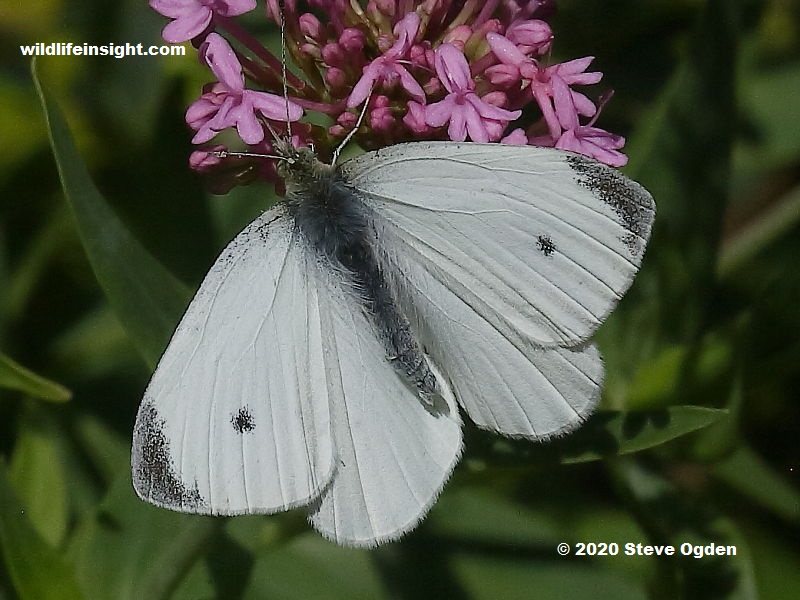 Large White and Small White Butterflies - Life and Opinions - Life and  Opinions