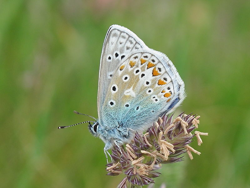 Common Blue Butterfly (Polyommatus icarus) | Wildlife Insight