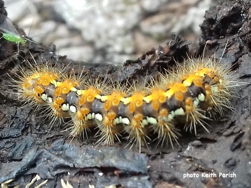 Jersey Tiger Moth and caterpillar (Euplagia quadripunctaria) | Wildlife ...