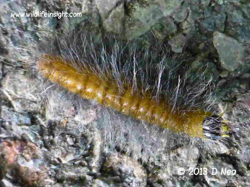 The Miller Moth and caterpillar (Acronicta leporina) | Wildlife Insight