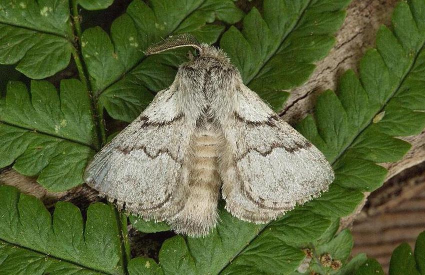 Macro Moths 1 | Wildlife Insight