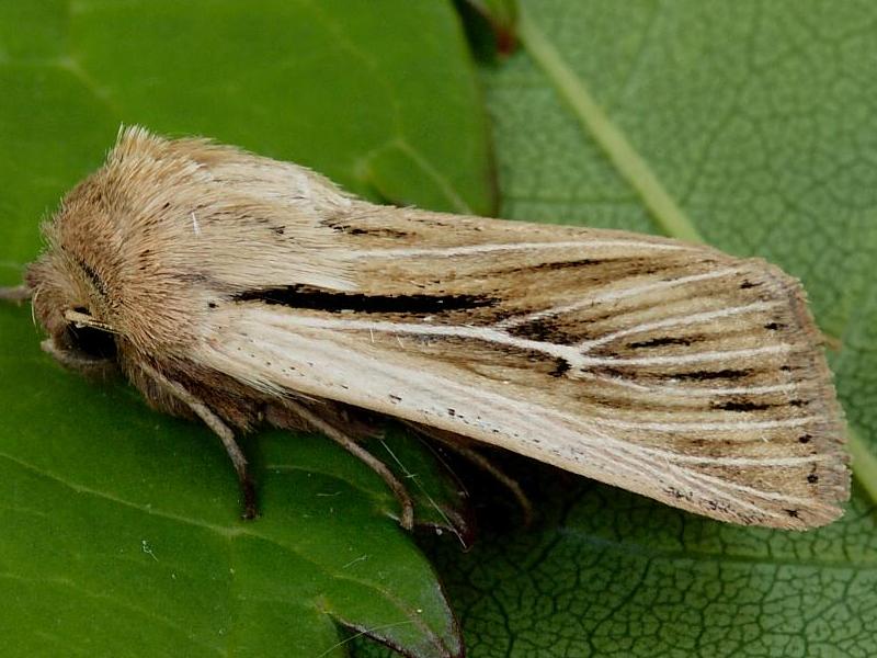 Macro Moths 6 | Wildlife Insight